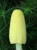 Leucocoprinus fragilissimus image