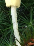 Leucocoprinus fragilissimus image