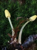 Leucocoprinus fragilissimus image