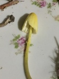 Leucocoprinus fragilissimus image