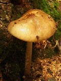Xerula furfuracea image