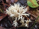 Clavulina coralloides image