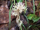 Clavulina coralloides image