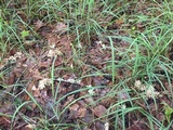 Clavulina coralloides image