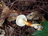Neolentinus lepideus image