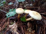 Neolentinus lepideus image
