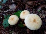 Neolentinus lepideus image