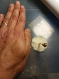 Amanita sect. Vaginatae image