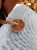 Gymnopus iocephalus image