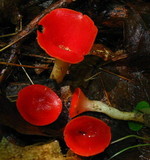 Sarcoscypha occidentalis image