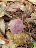Gymnopus iocephalus image