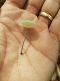 Tetrapyrgos nigripes image