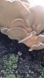 Panus lecomtei image
