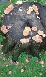 Panus lecomtei image