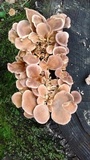 Panus lecomtei image