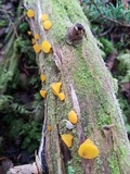 Guepiniopsis alpina image