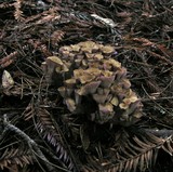 Gomphus clavatus image