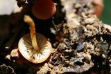 Marasmius sullivantii image