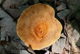 Lactarius volemus image