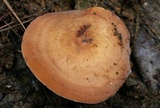 Lactarius volemus image