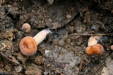 Lactarius volemus image
