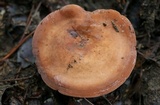 Lactarius volemus image