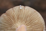 Lactarius volemus image