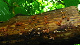 Dacryopinax elegans image