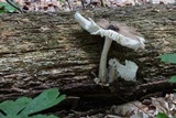 Megacollybia rodmanii image