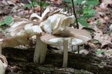 Megacollybia rodmanii image