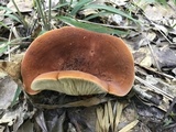 Lactarius volemus image