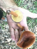 Lactarius volemus image