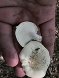 Lactarius piperatus image