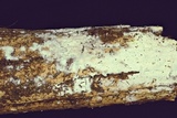 Lyomyces juniperi image
