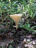 Clitocybe gibba image