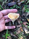 Clitocybe gibba image