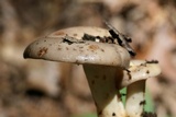Lactarius argillaceifolius image