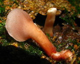 Dacryopinax elegans image