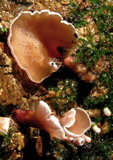 Dacryopinax elegans image