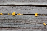 Dacryopinax spathularia image