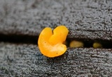 Dacryopinax spathularia image