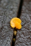 Dacryopinax spathularia image