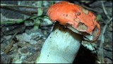Gyroporus ballouii image