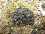 Collema tenax var. tenax image