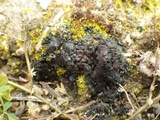 Collema tenax var. tenax image