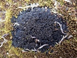 Collema tenax var. tenax image