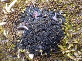 Collema tenax var. tenax image