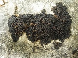 Collema tenax var. tenax image