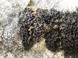 Collema tenax var. tenax image