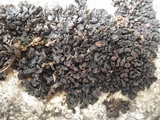 Collema tenax var. tenax image